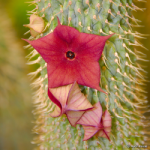 hoodia-un-des-aliments-coupe-faim-les-plus-efficaces