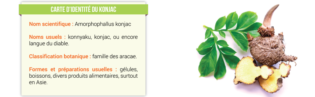 Konjac coupe faim naturel Konjac coupe faim naturel