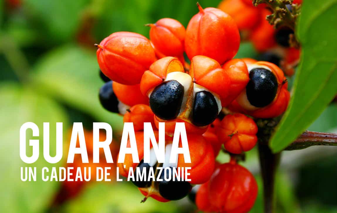 Guarana Blog