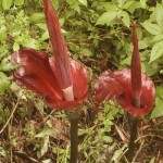 konjac-fleur