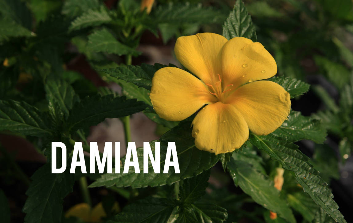 Damiana Blog