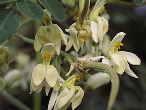 fleurs-moringa