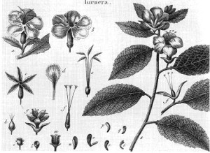 damiana-botanique