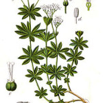 fiche-botanique-asperule-odorante