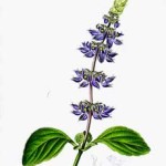 illustration-botanique-de-la-forskoline-coleus-forskohlii