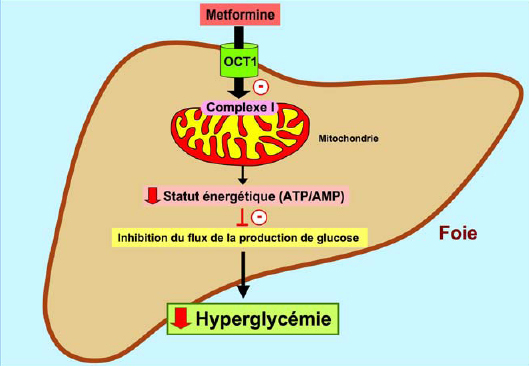 Le prix de metformine