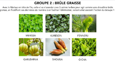 ingredient-herbaxyll-les-plantes-brule-graisse