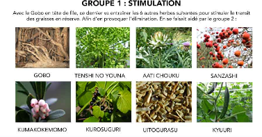 ingredients-herbaxyll-les-plantes-de-stimulation