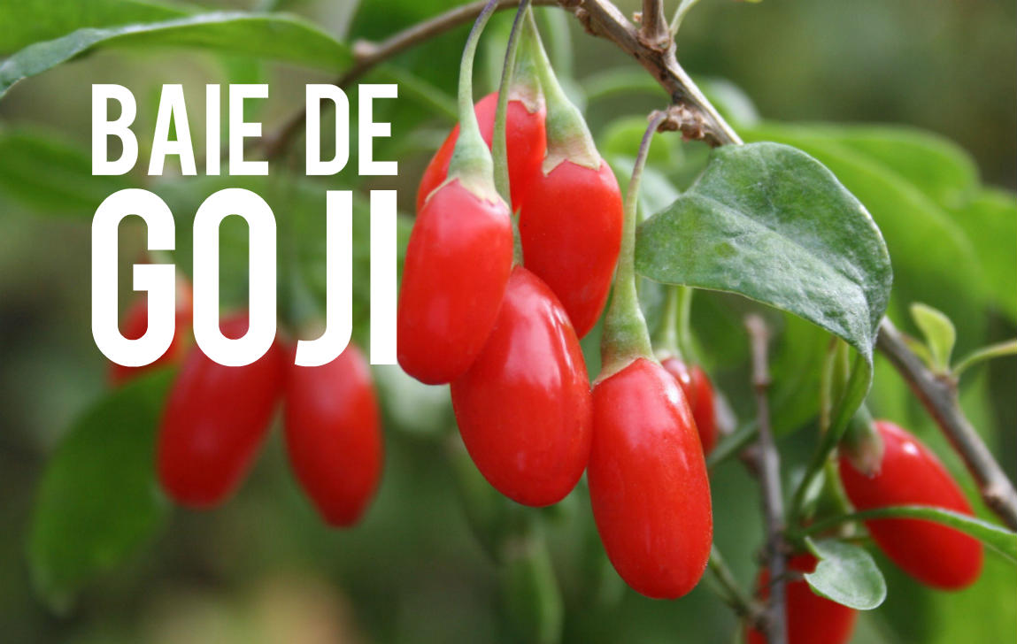 Baie de Goji Blog