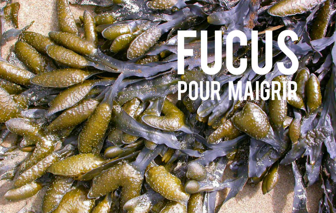 Fucus Pour Maigrir Blog