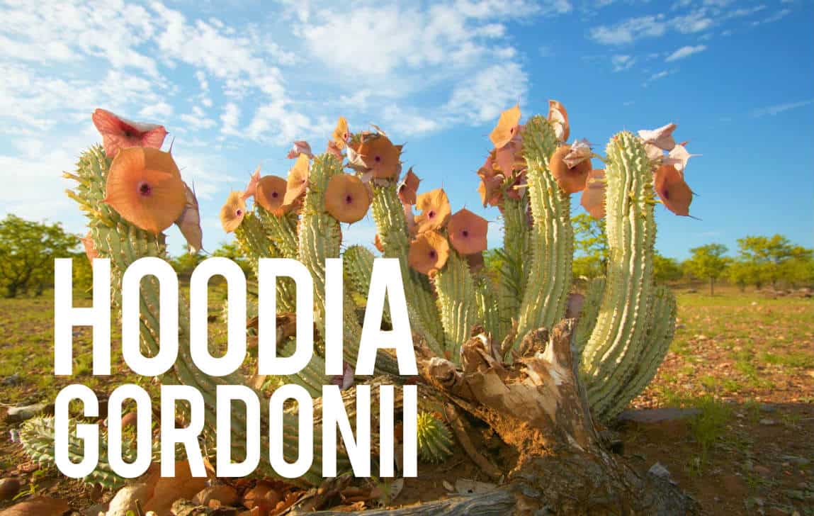 Hoodia Gordonii Blog