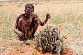 hoodia-gordonii-tribu-san