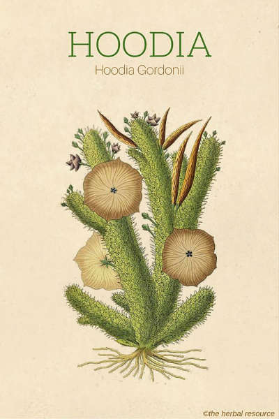 hoodia-gordonii-espece