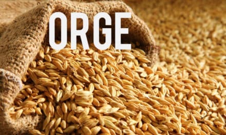 L’orge, une céréale rustique au service de la santé