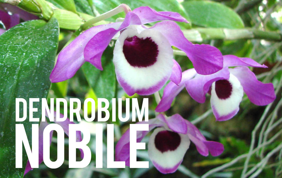 Dendrobium Nobile Blog