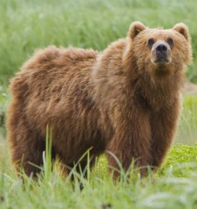 Maigrir en Automne Ours
